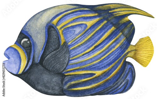 Colorful tropical fish. Aquarium animals .Watercolor illustration tropical fish. Underwater sealife concept.