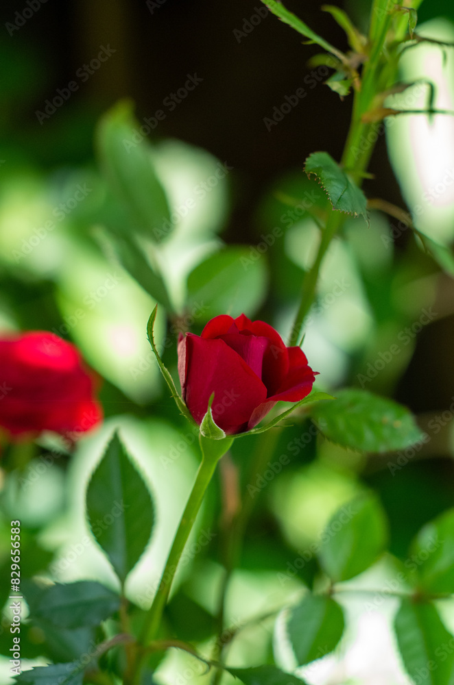 red rose in garden red rose in garden