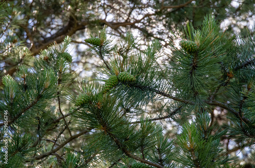pine branches