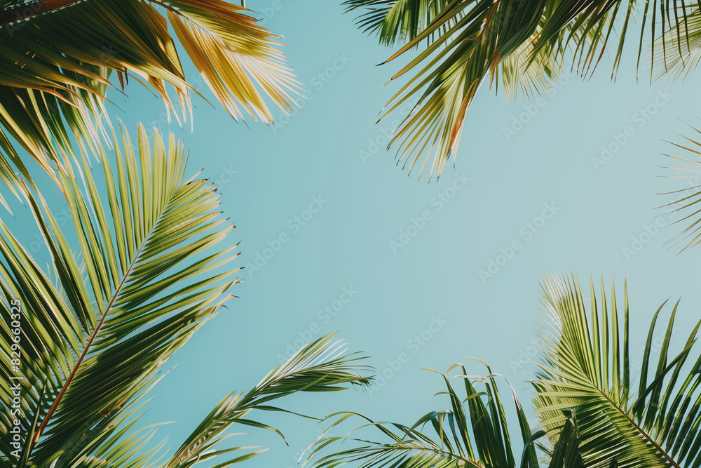 Fototapeta premium Palm tree leaves waving