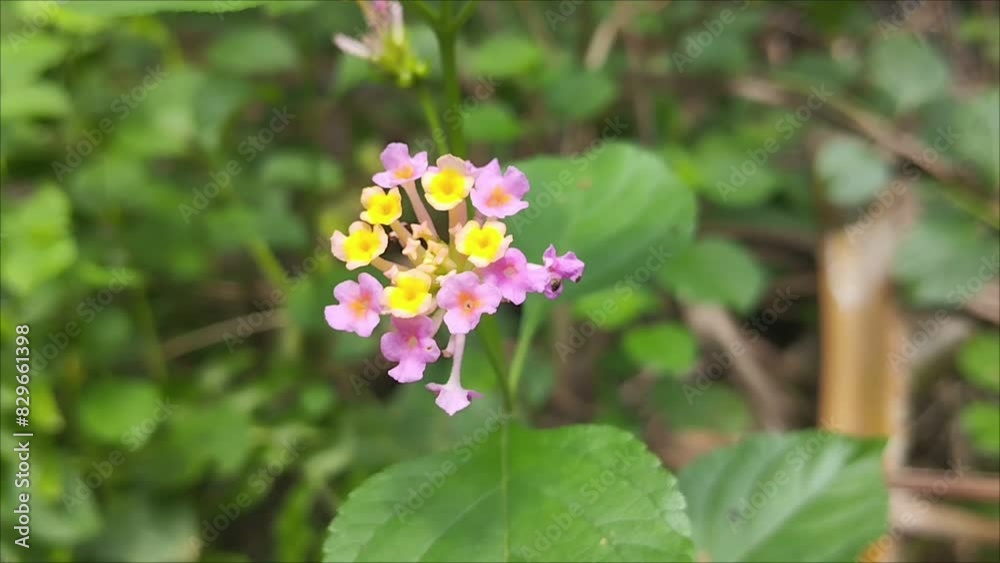 Beautiful video of flowers growing in the wild. Beautiful video of flowers growing in the wild.