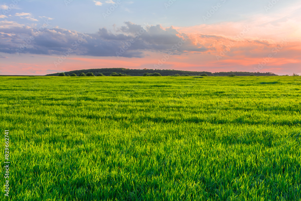 Picturesque landscape of young green wheat field and sky in sunset colors