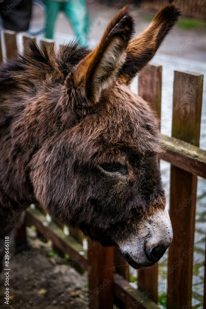 portrait of a donkey