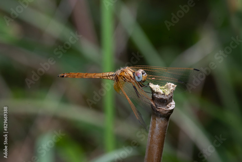 Trithemis aurora, the crimson marsh glider, is a species of dragonfly in the family Libellulidae. It is a common and widely distributed species found throughout the year across the Indian subcontinent photo