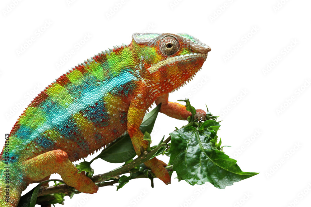 Fototapeta premium Beautiful of panther chameleon on branch, The panther chameleon on tree, Panther chameleon closeup with natural background