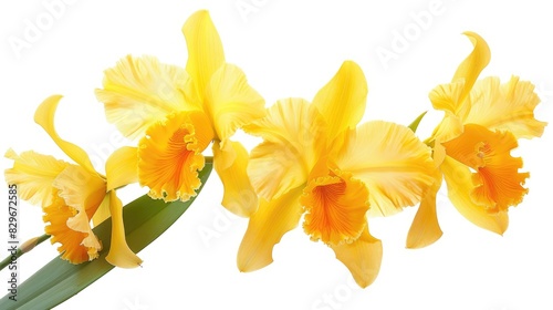 Cattleya Orchid Flowers in Yellow Color Against a White Background photo