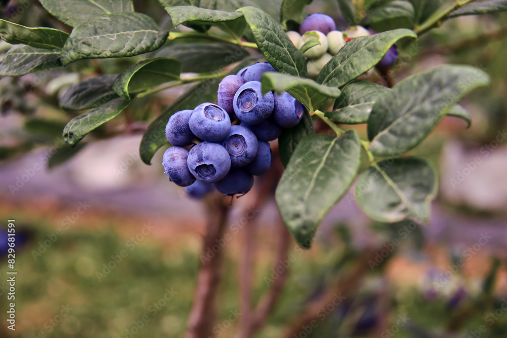 Blueberrie farm ready for seasonal picking. Blueberrie farm ready for seasonal picking.