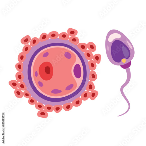 Anatomy Of Human Fertilization System