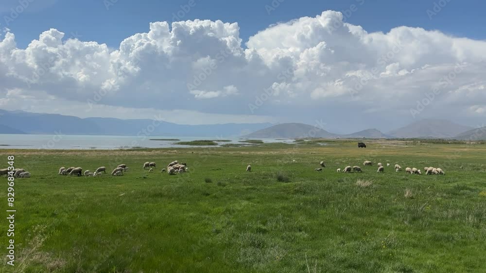 Sheep grazing by the lake and an idyllic sky. Beautiful nature and lambs. 4k video Sheep grazing by the lake and an idyllic sky. Beautiful nature and lambs. 4k video