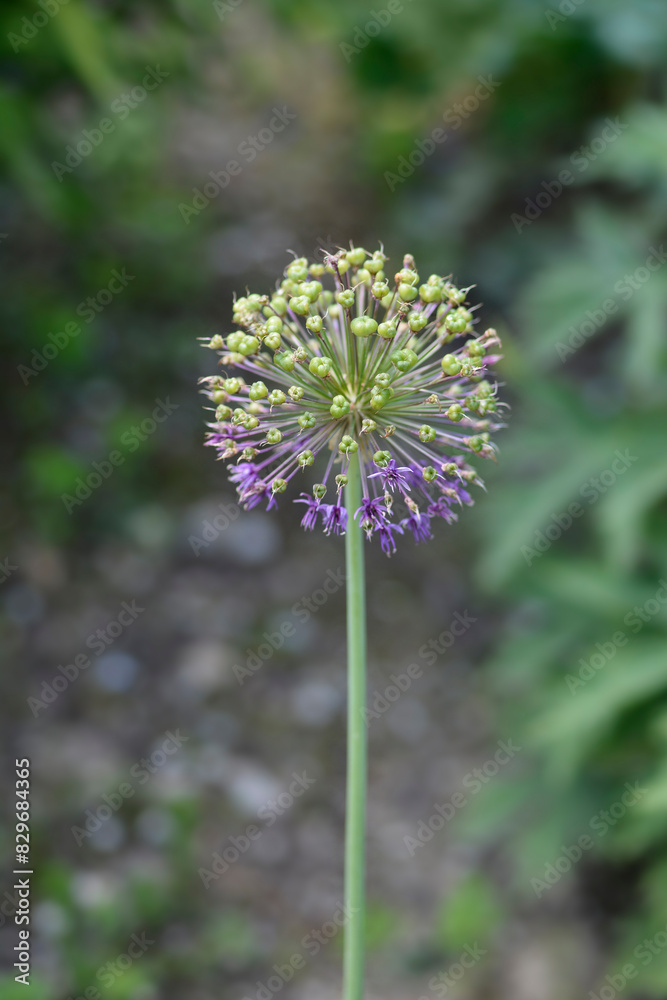 Flowering Onion Purple Sensation Flowering Onion Purple Sensation