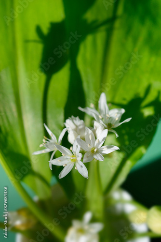 Wild garlic flowers photo