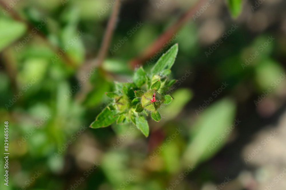 Perennial Cinquefoil flower buds Perennial Cinquefoil flower buds