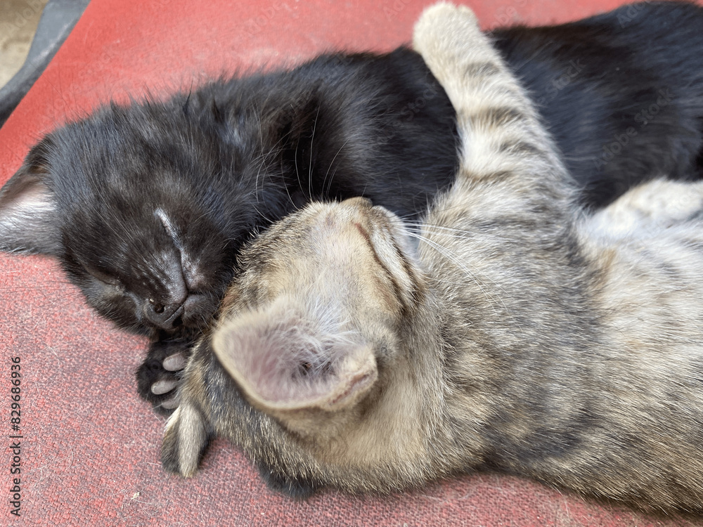 Obraz premium cat sleeping on the floor