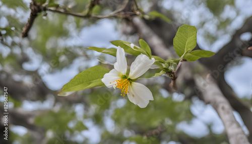 tree blossom