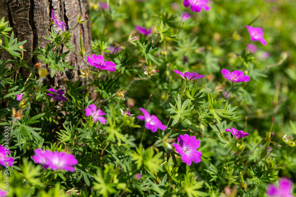 bunch of purple flowers are growing on the ground bunch of purple flowers are growing on the ground