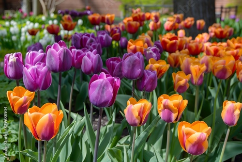 A beautiful and vibrant bed of purple and oranges tulips