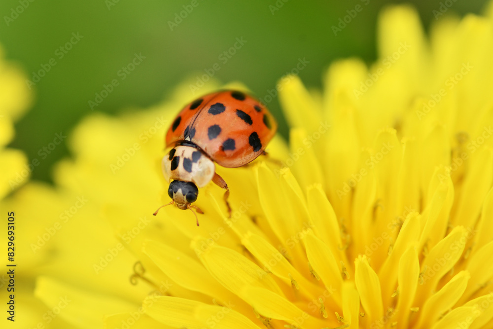 Fototapeta premium 蒲公英のナミテントウ