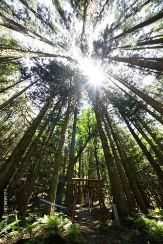 下から見上げた杉林 天川村大聖大権現社 photo