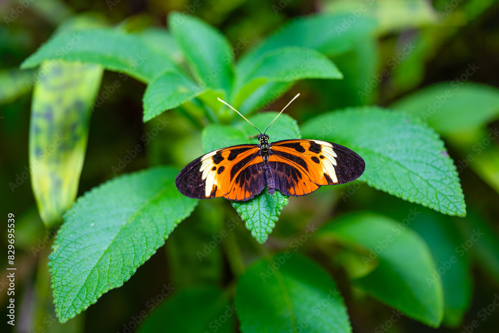 Striped Tiger Butterfly is resting on the leaves. Heliconius ismenius Striped Tiger Butterfly is resting on the leaves. Heliconius ismenius