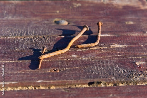 Old rusty nails on a wooden table surface in the garden.                              