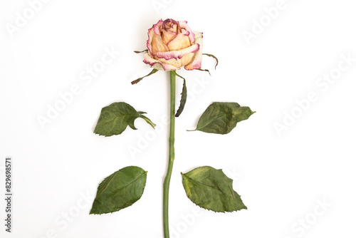 Withered rose with leaves isolated on white background, top view