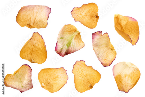 Dry rose petals dried on a white background, top view