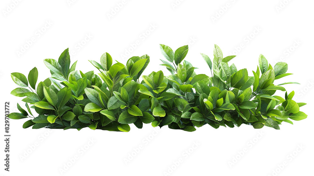 Obraz premium green leaf bush isolated on transparent background 