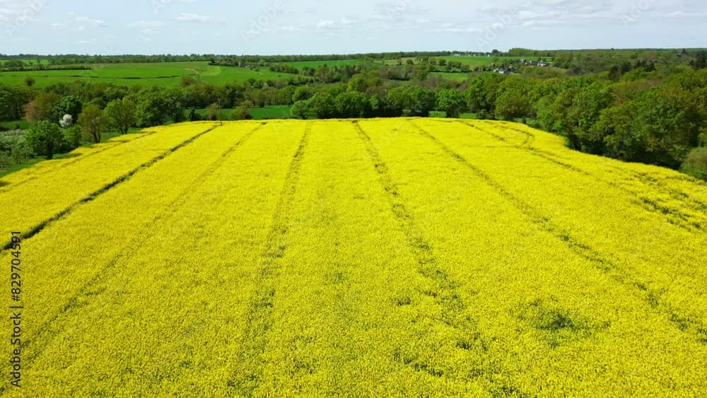 Drone flying over rapeseed field. Aerial drone flyback Drone flying over rapeseed field. Aerial drone flyback