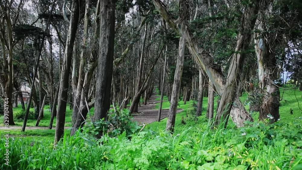Andy Goldsworthy's Wood Line in San Francisco with Wide Angle Low Shot, Beautiful Scenery in a Forest, USA. Andy Goldsworthy's Wood Line in San Francisco with Wide Angle Low Shot, Beautiful Scenery in a Forest, USA.