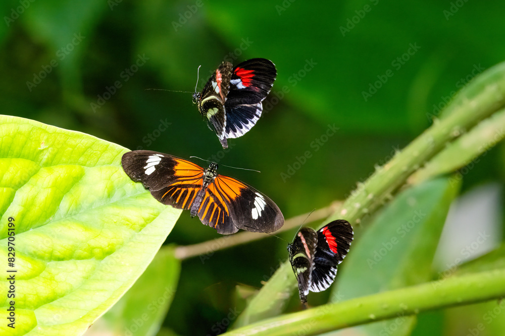 Interacting Postman butterflies. Heliconius melpomene Interacting Postman butterflies. Heliconius melpomene