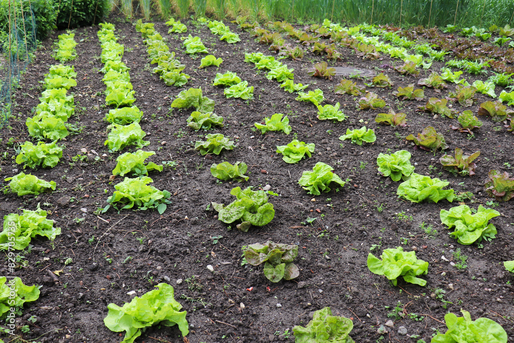 rural landscape. leaf lettuce in garden beds rural landscape. leaf lettuce in garden beds