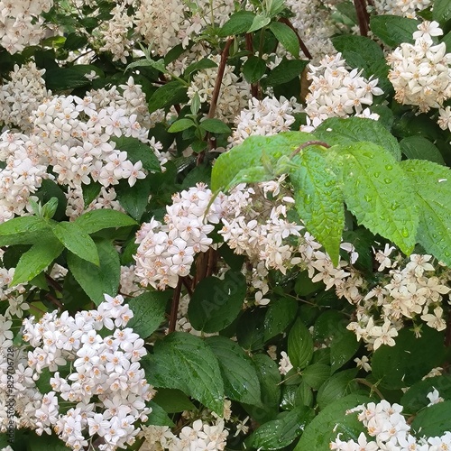 white flowers in the garden