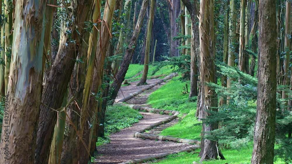 Andy Goldsworthy's Wood Line Wide Between  Treeline, Beautiful Forest in the City of San Francisco, USA.