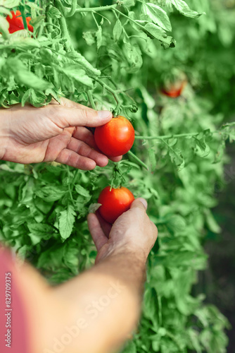 Workers hand holding tomato in a small organic greenhouse.