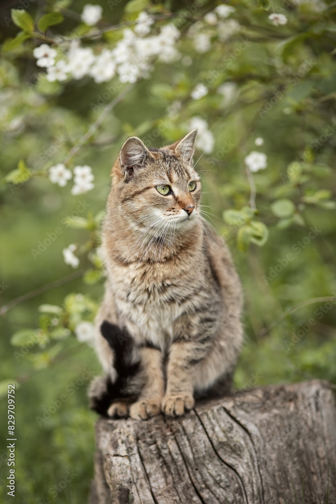 A photo of a brown cat near a cherry blossom. A photo of a brown cat near a cherry blossom.