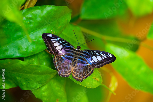 Blue clipper butterfly is resting on the leaves. Kallima sylvia