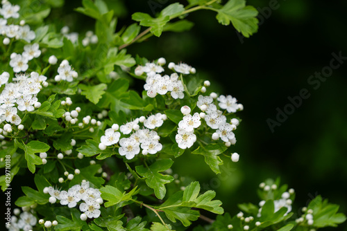 Fototapeta Naklejka Na Ścianę i Meble -  The blossom of a Hawthorn tree, Crataegus monogyna, in spring. Hawthorn (Crataegus oxyacanta) is a medicinal plant. Close-up of the flowers of Crataegus. 