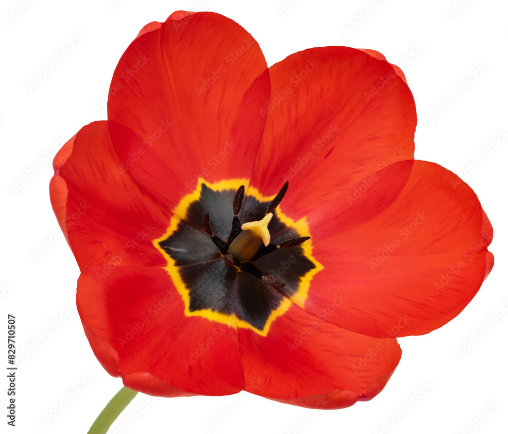 Fototapeta premium red tulip flower on white background.