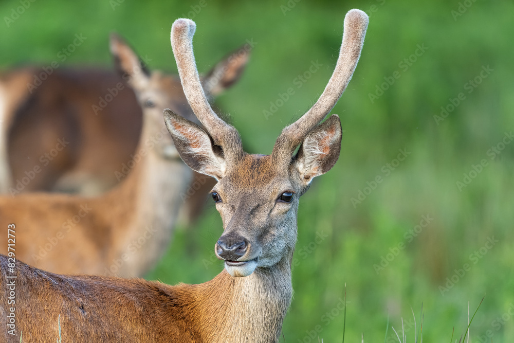 Red deer with new antler with great bokeh background Red deer with new antler with great bokeh background