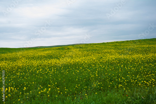 field with yellow flowers