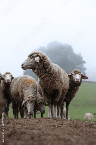 flock of sheep