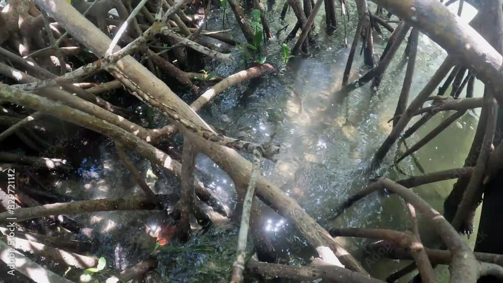 Water Rippling Through Mangrove Forest, 4K Water Rippling Through Mangrove Forest, 4K