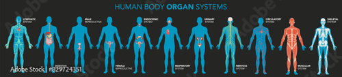 Main human body organ systems. Educative anatomy physiology