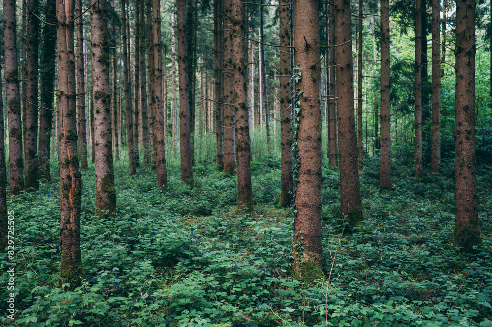Fototapeta premium Bavarian Forest