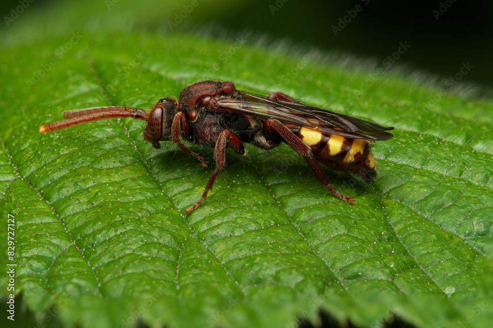 Nomada Flava insect on a green leaf Nomada Flava insect on a green leaf