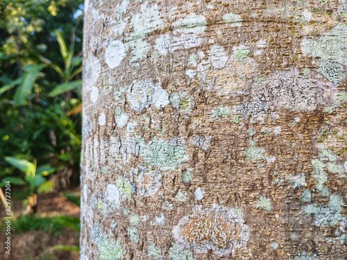 Background texture of sengon tree bark in brown and light gray colors photo