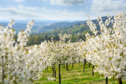 Field with rows of cherry trees near Klokoci. Bohemian Paradise.