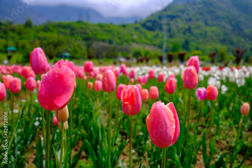 the tulips in pink are blooming and in the field #829728108