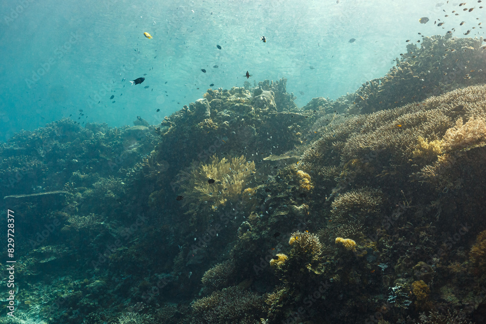 Scenic view of corals at the bottom of the sea Scenic view of corals at the bottom of the sea