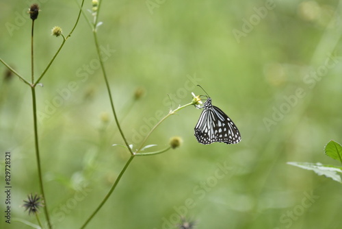 Parantica aglea, commonly known as the glassy tiger, is a butterfly found in the Indomalayan realm photo